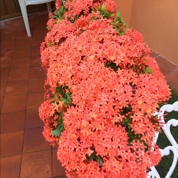 Meet your Posher, Angela - Picture 1 of 1